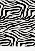 safari life zebra